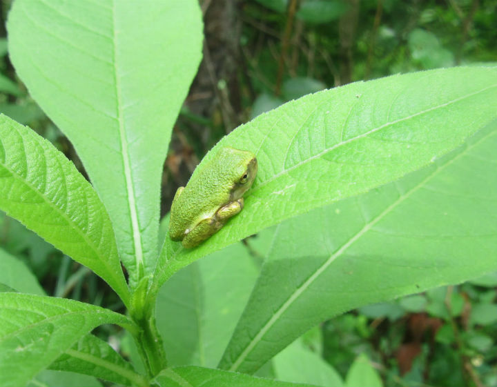 Gray Treefrog